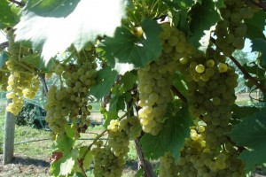 Chardonel Grapes Ripe